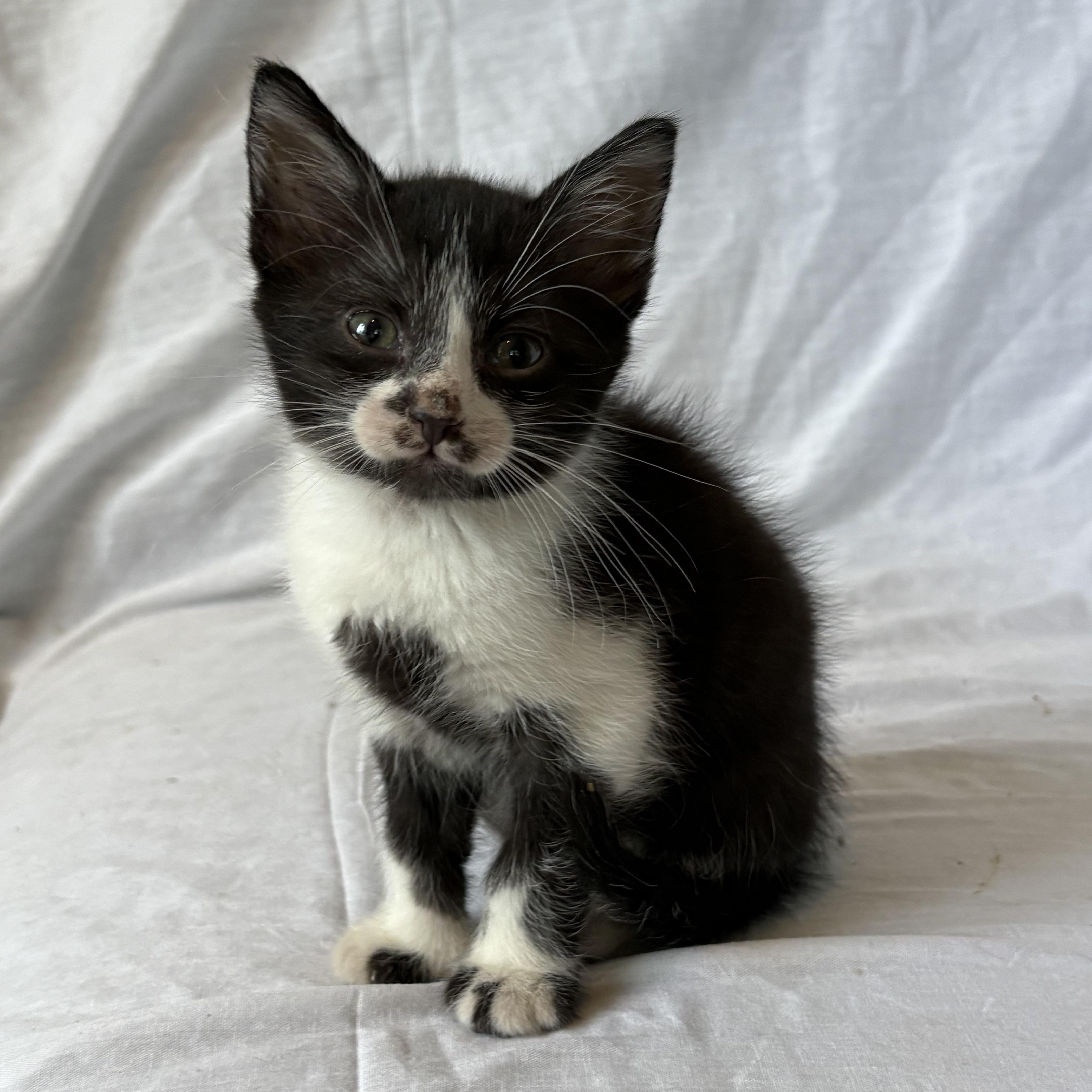 Enlarge Silvestre, a Adoptable Domestic Short Hair in Aibonito, PR image 1/1