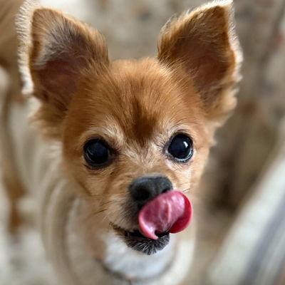 Belle, Adoptable, Adult Female Pomeranian.