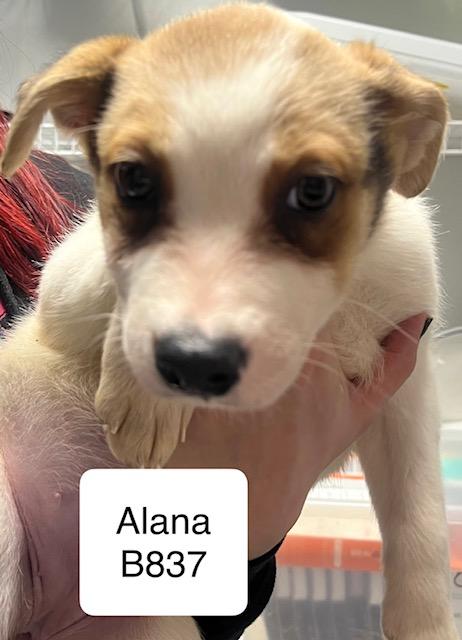 Alana, Adoptable, Puppy Female Australian Shepherd & Jack Russell Terrier.