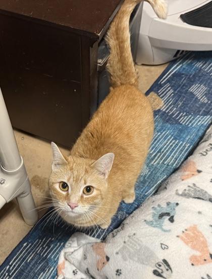 Myla, Adoptable, Kitten Female Domestic Short Hair & Domestic Short Hair.