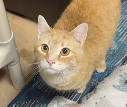 Enlarge Myla, a Adoptable mixed breed in Wilkesboro, NC image 2/3