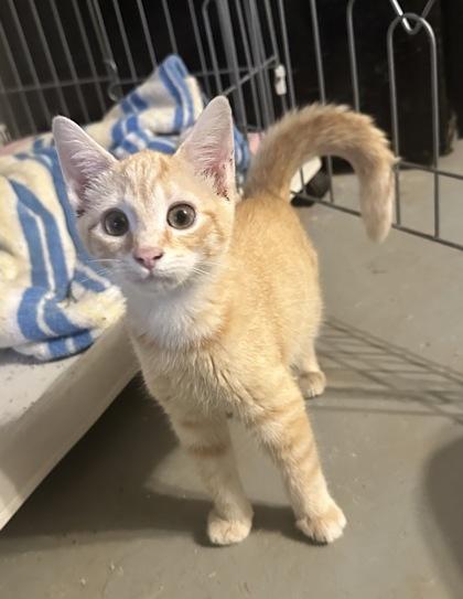 Enlarge Myla, a Adoptable mixed breed in Wilkesboro, NC image 3/3