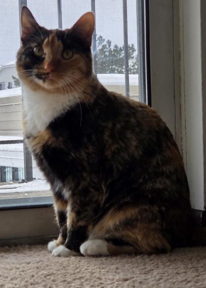 Couture, Adoptable, Young Female Domestic Short Hair & Domestic Short Hair.