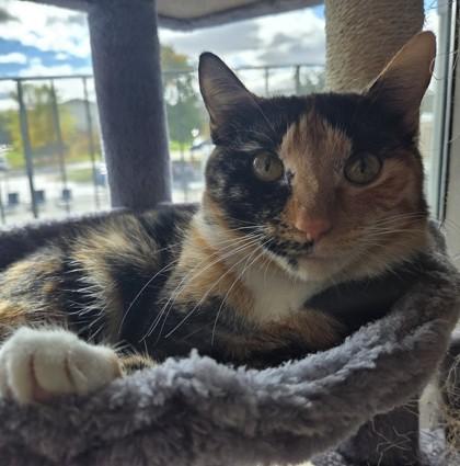 Couture, Adoptable, Young Female Domestic Short Hair & Domestic Short Hair.