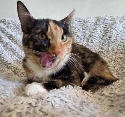 Enlarge Couture, a Adoptable Domestic Short Hair in Burlington, WI image 3/4