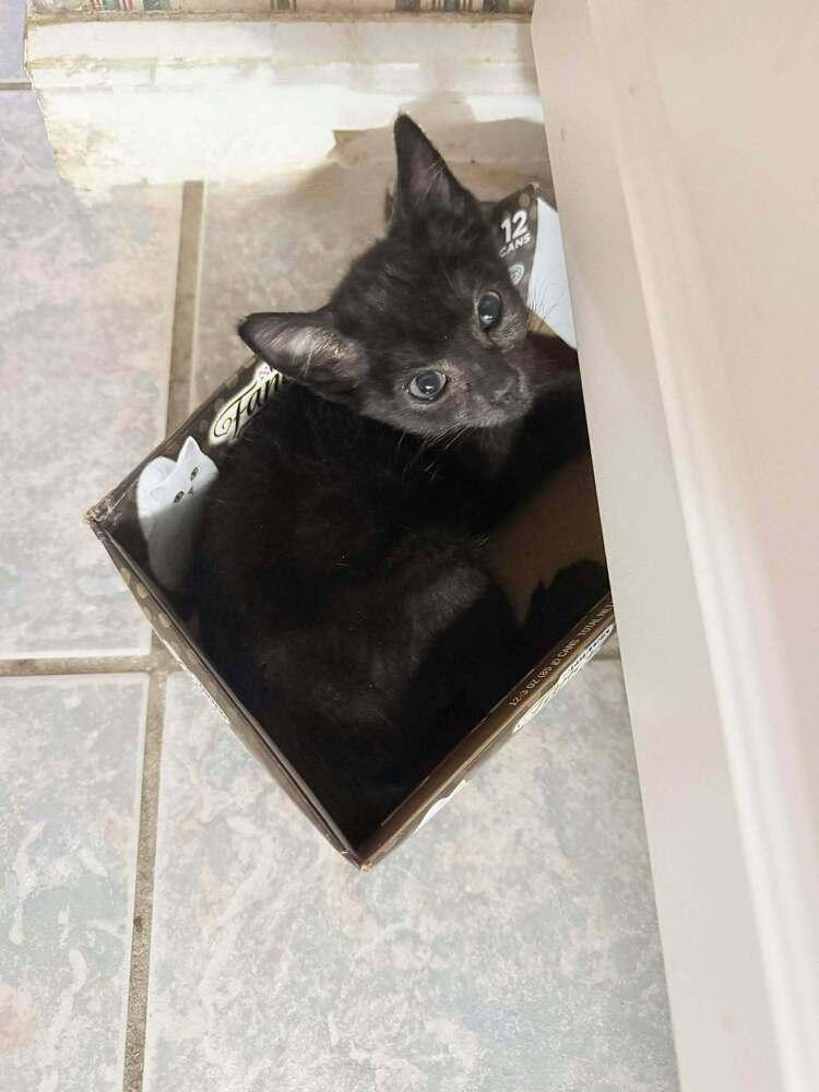 Baby Bear, Adoptable, Kitten Female Domestic Short Hair.