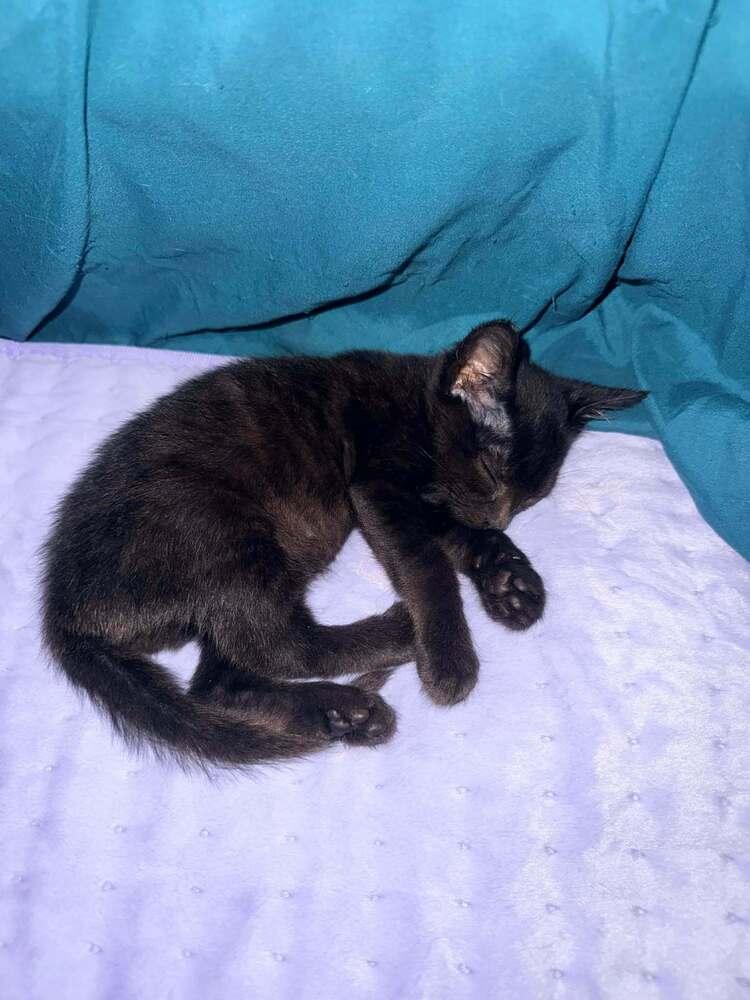 Enlarge Baby Bear, a Adoptable Domestic Short Hair in DELTONA, FL image 3/4