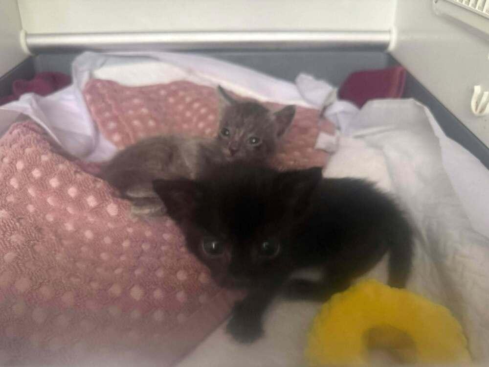 Enlarge Baby Bear, a Adoptable Domestic Short Hair in DELTONA, FL image 4/4