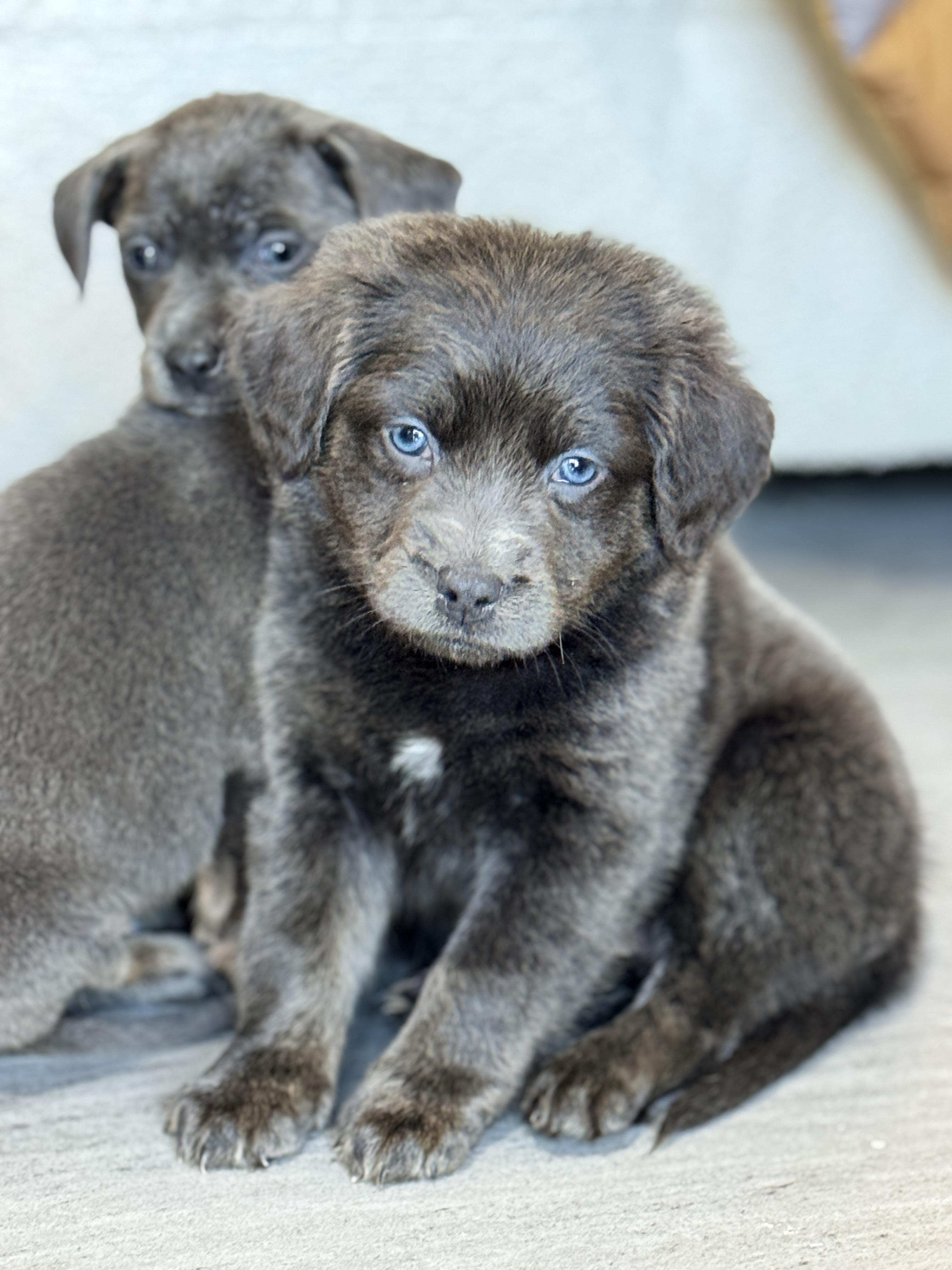 Porkchop, a Adoptable mixed breed in SYLVANIA, GA image 2/4