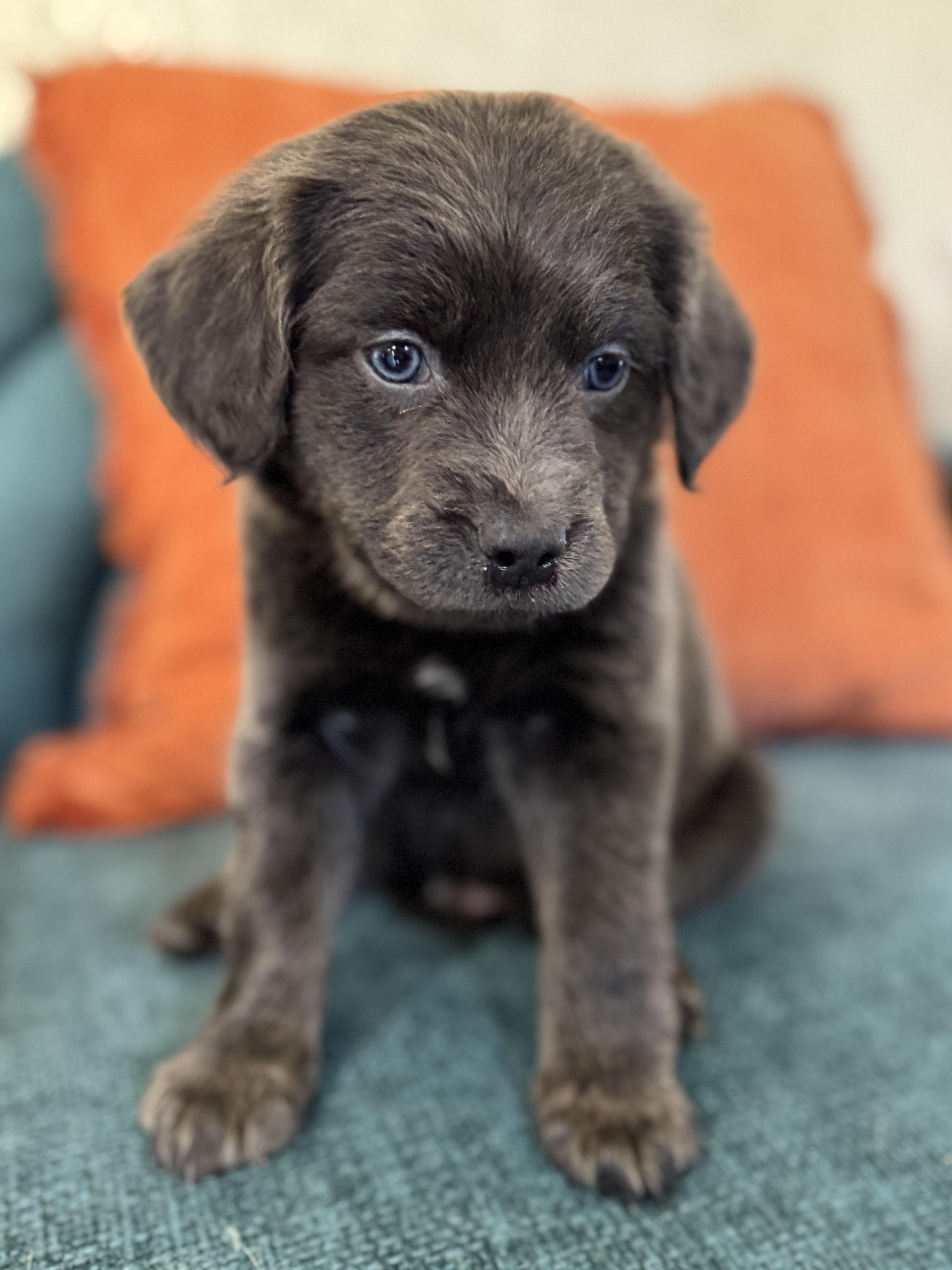 Porkchop, a Adoptable mixed breed in SYLVANIA, GA image 4/4