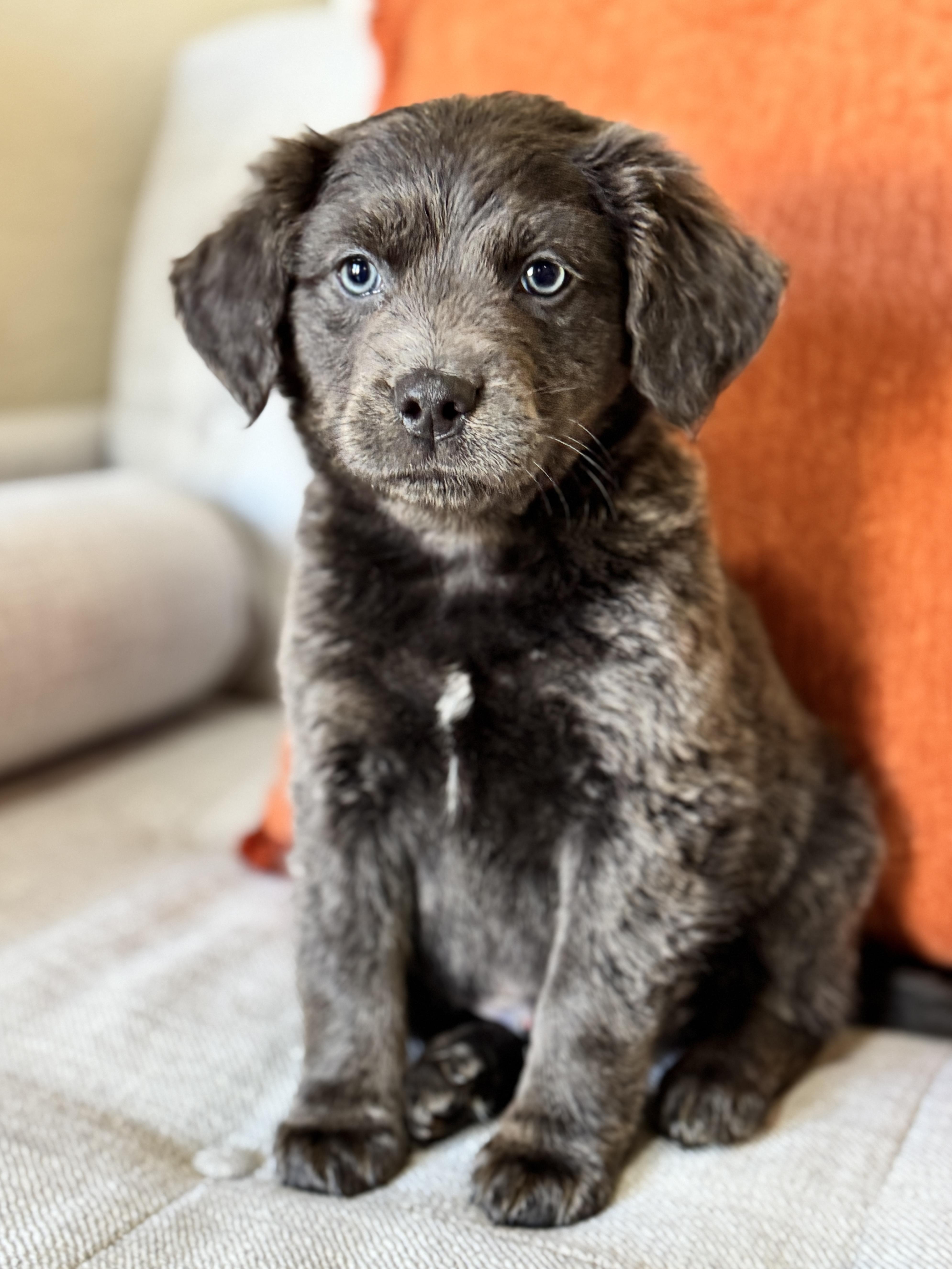 Porkchop, a Adoptable mixed breed in SYLVANIA, GA image 1/4