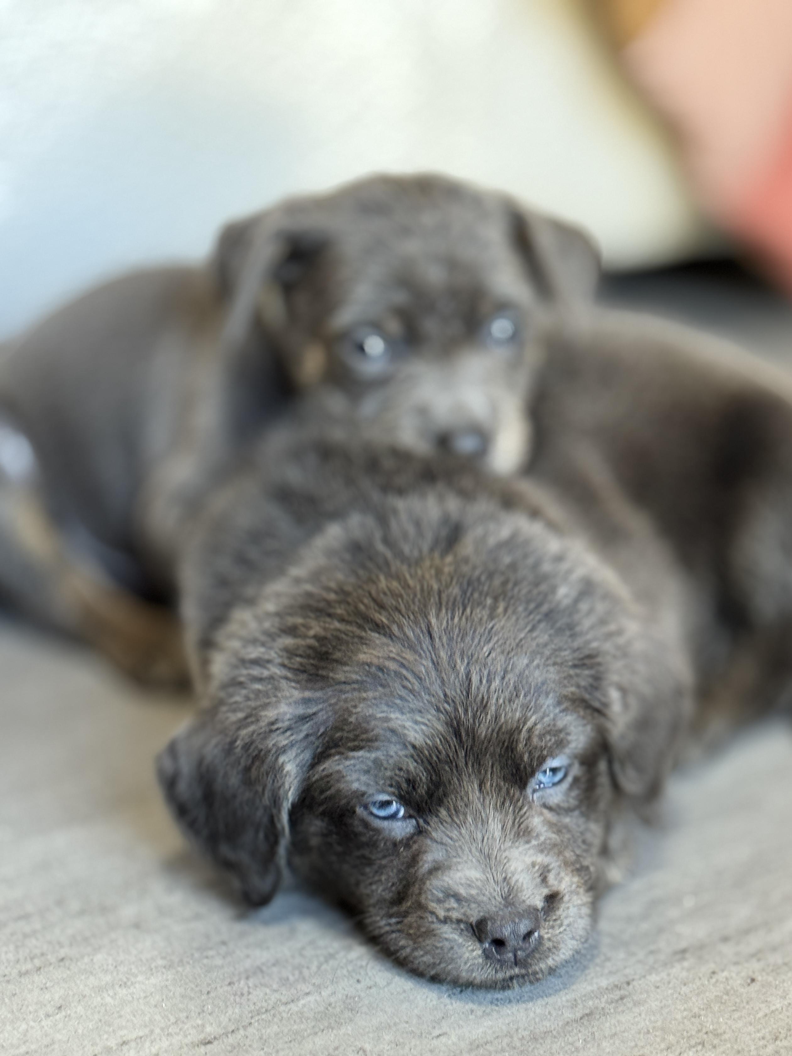 Porkchop, a Adoptable mixed breed in SYLVANIA, GA image 3/4
