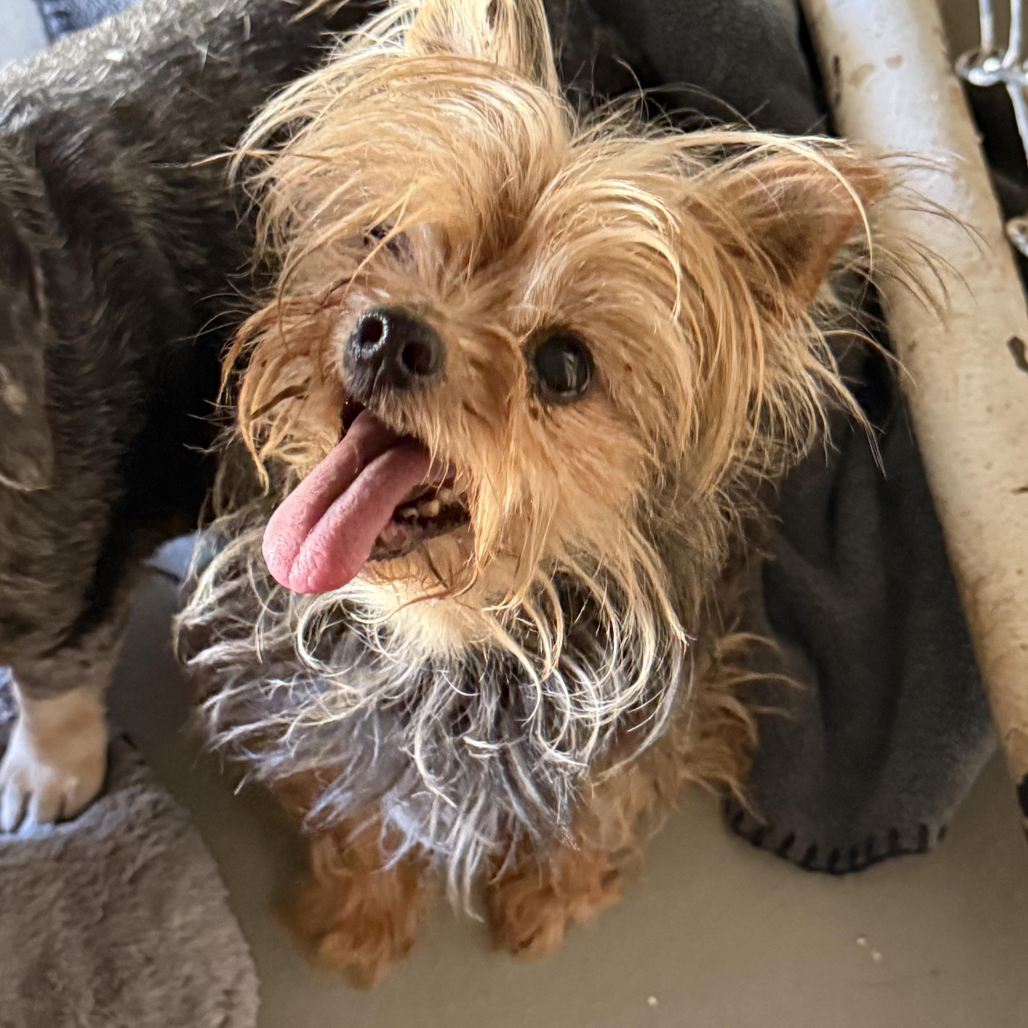 Violet, Adoptable, Senior Female Yorkshire Terrier.