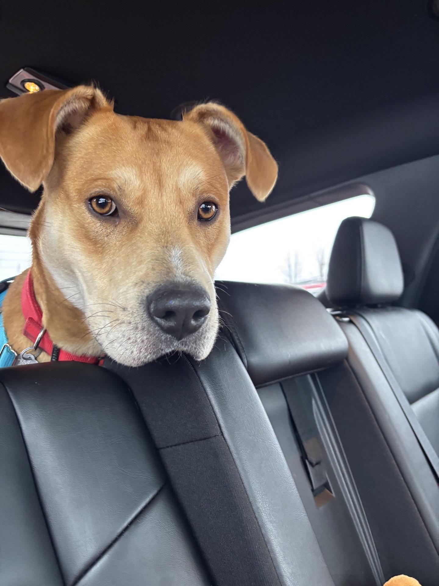 Enlarge Dru, an adopted mixed breed in Oxford, MI image 5/6