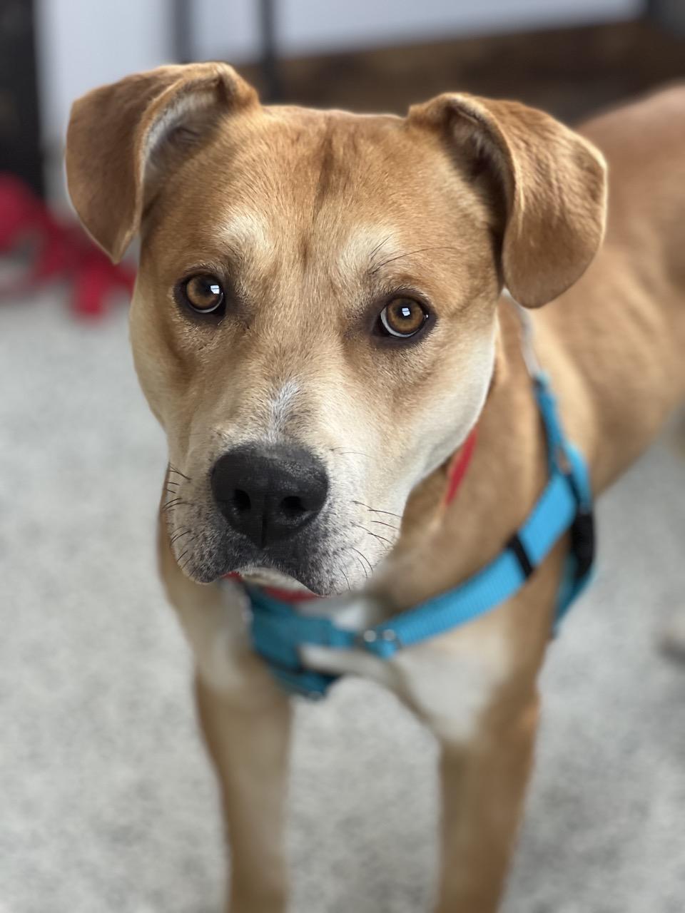 Enlarge Dru, an adopted mixed breed in Oxford, MI image 4/6