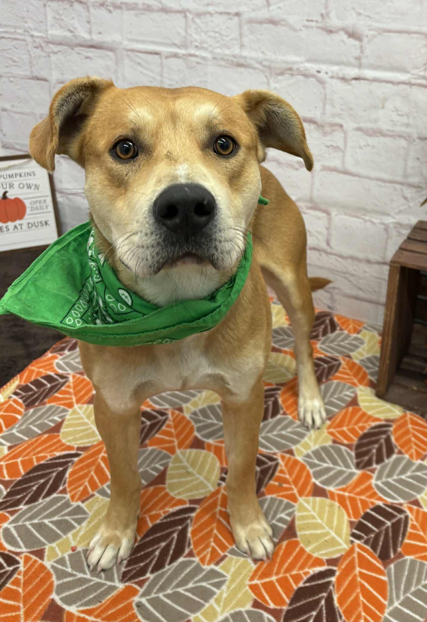 Dru, a Adoptable mixed breed in Oxford, MI image 2/3