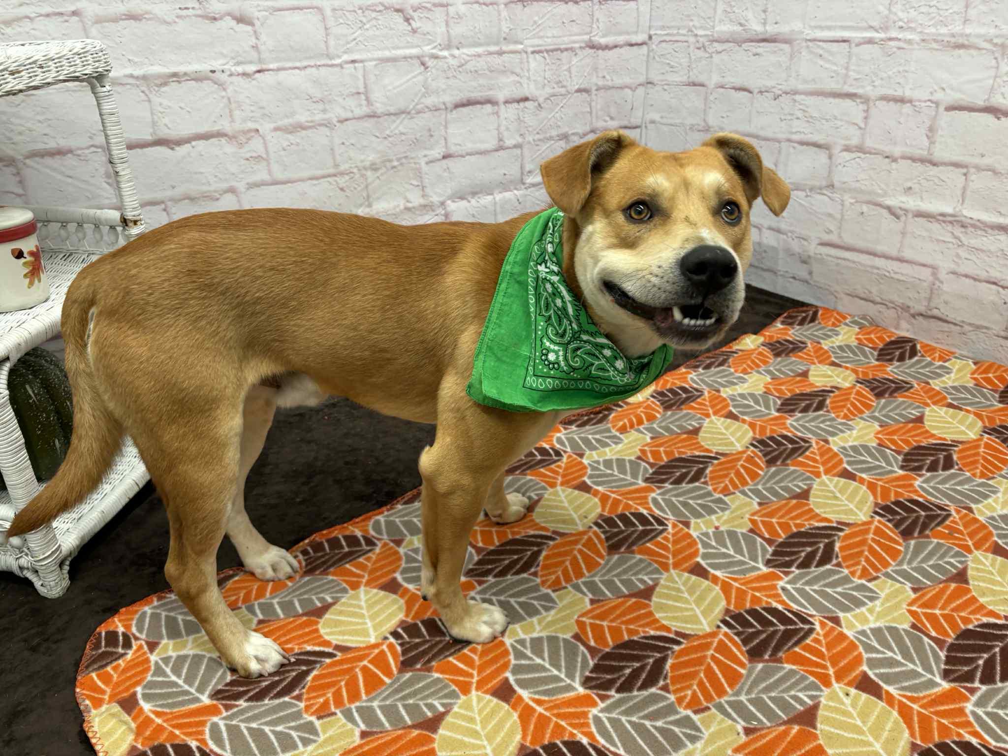 Dru, a Adoptable mixed breed in Oxford, MI image 3/3