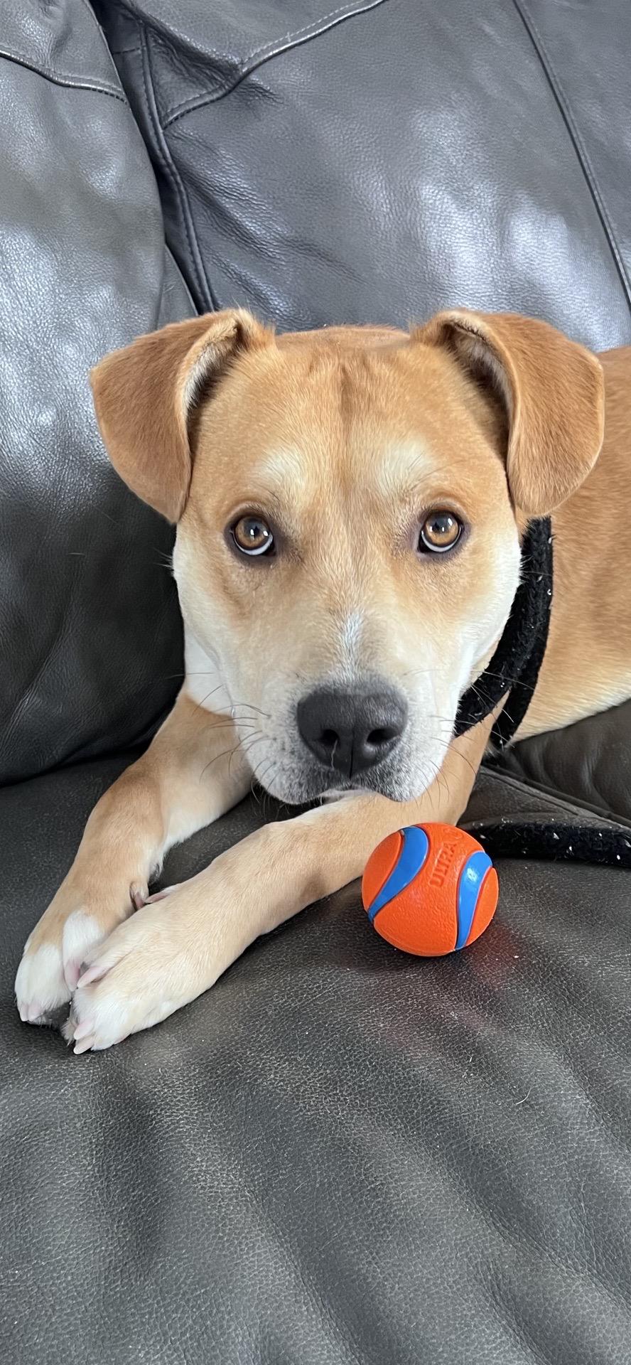 Enlarge Dru, an adopted mixed breed in Oxford, MI image 6/6