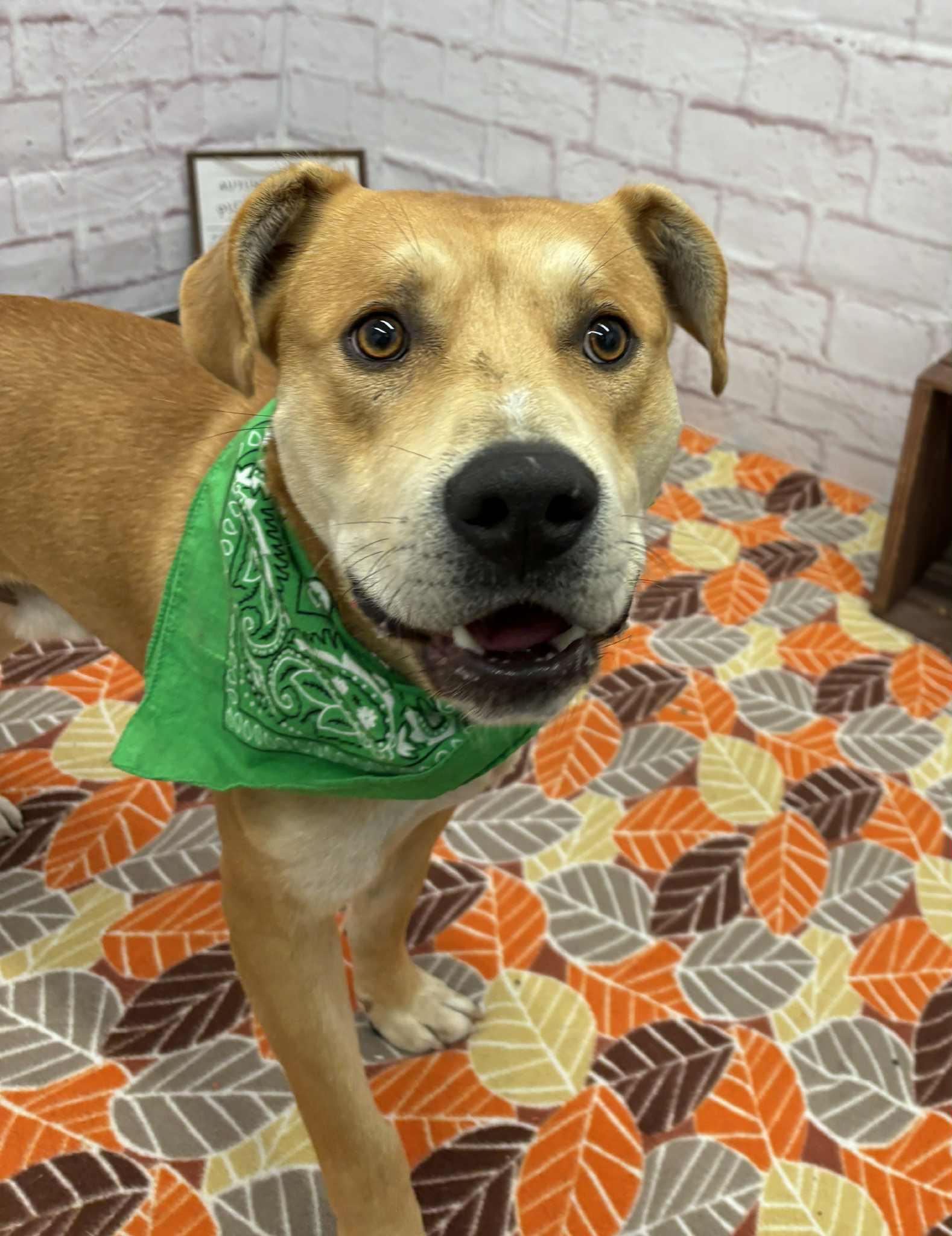 Dru, a Adoptable mixed breed in Oxford, MI image 1/3