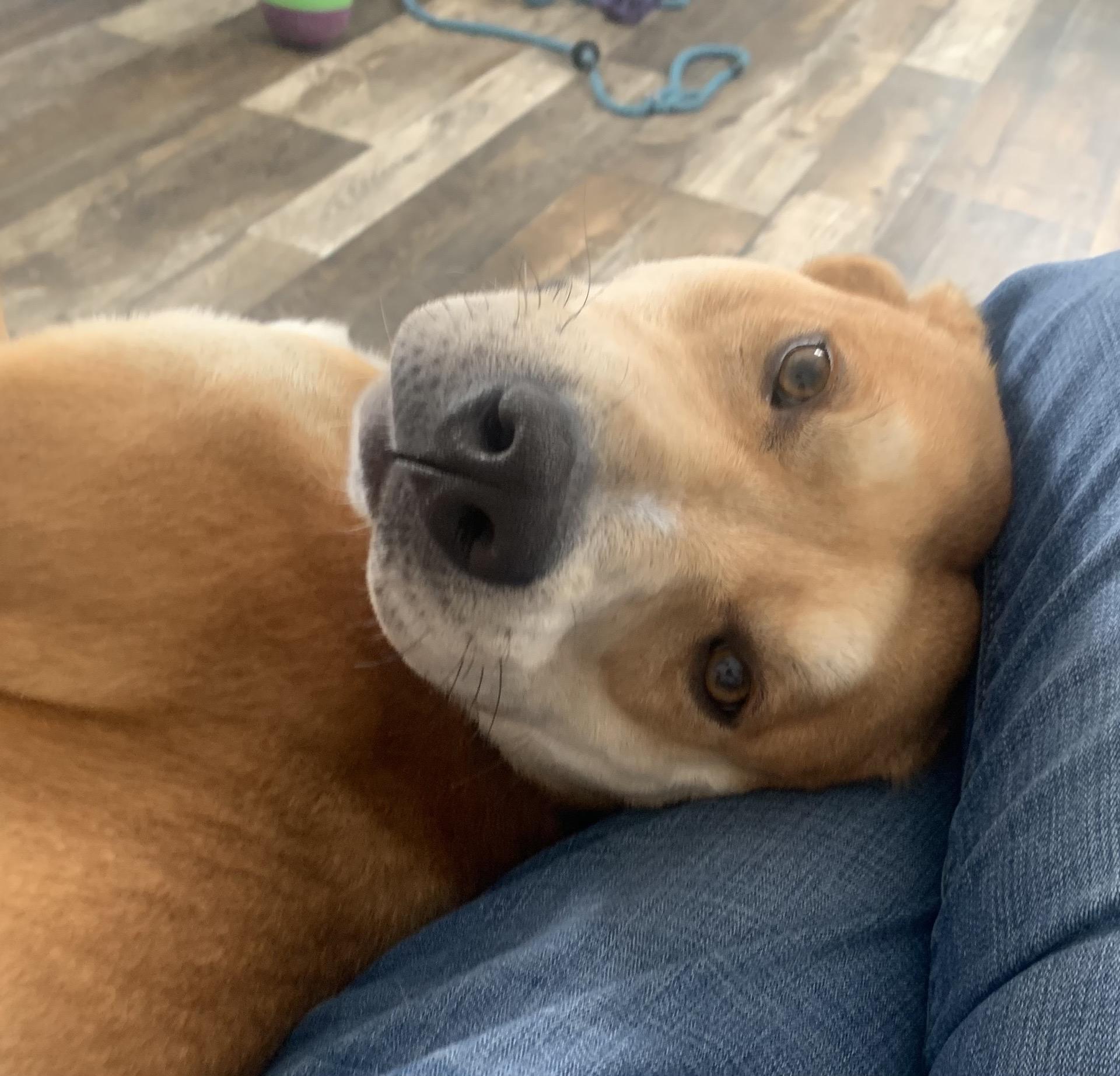 Enlarge Dru, an adopted mixed breed in Oxford, MI image 1/6