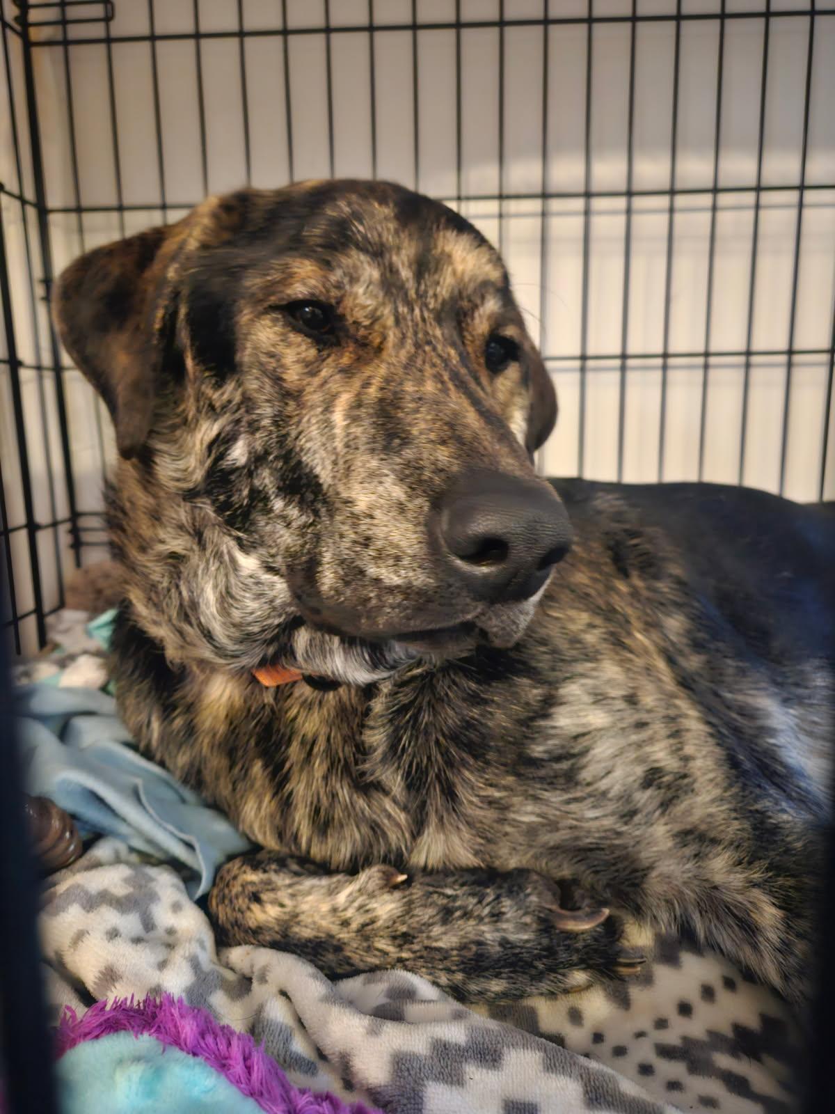 Enlarge Bruce, an adopted mixed breed in Culpeper, VA image 3/3