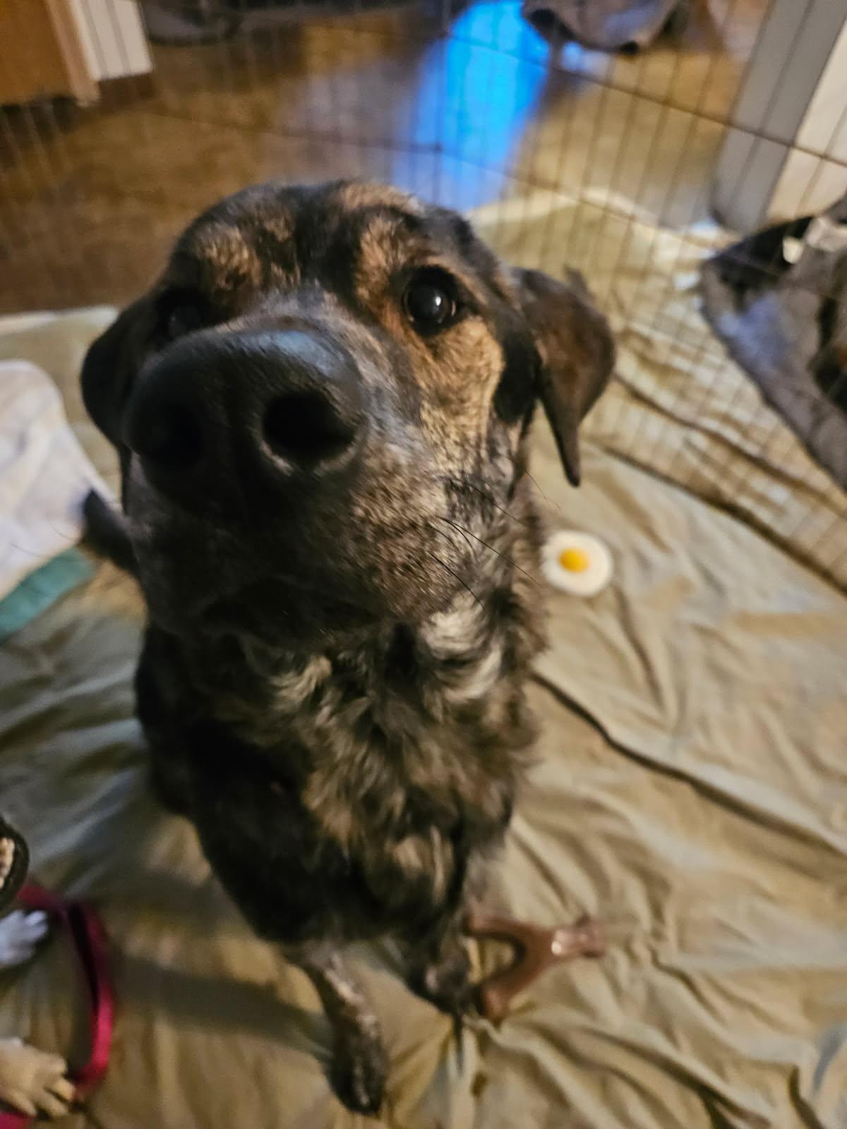 Enlarge Bruce, an adopted mixed breed in Culpeper, VA image 1/3