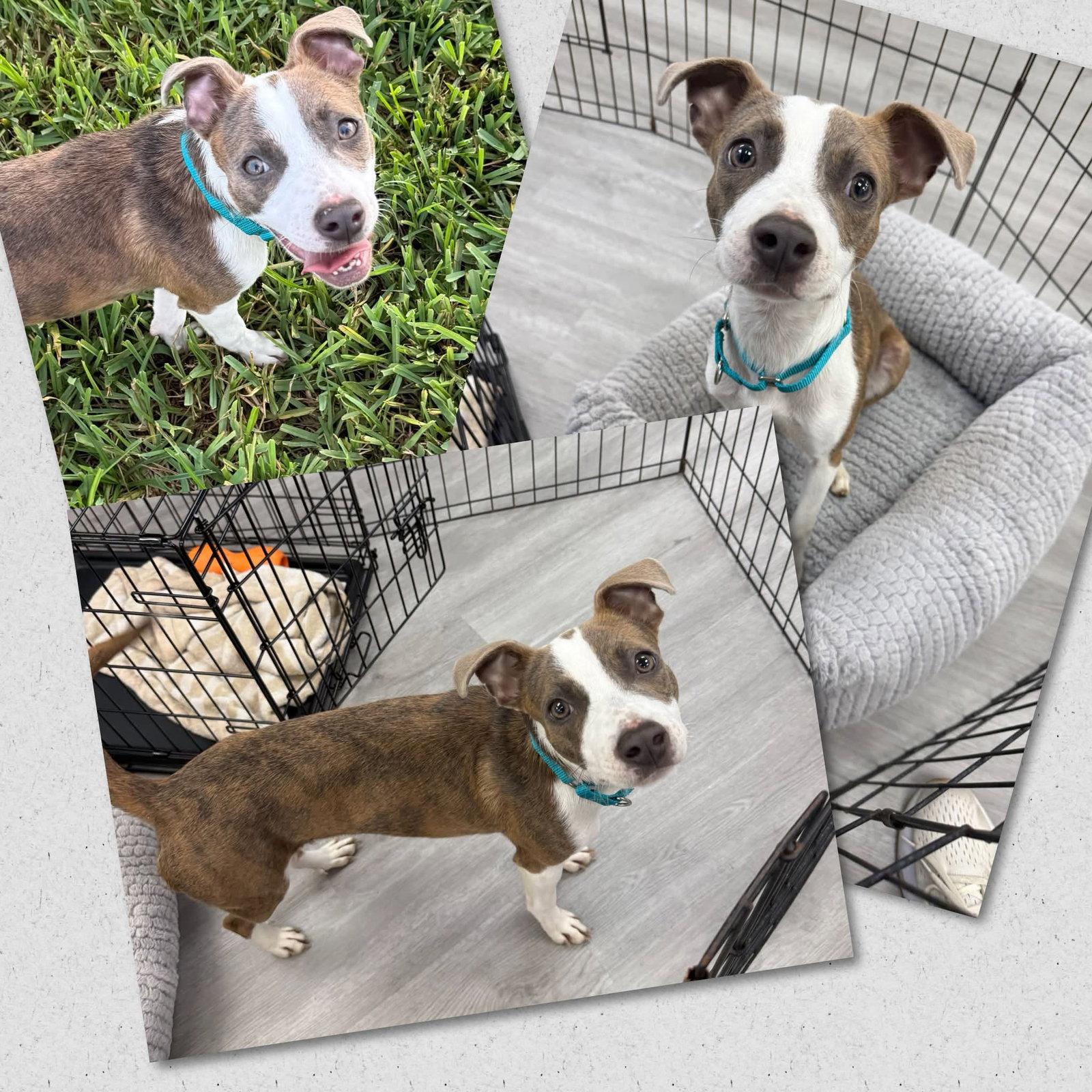 Enlarge Lovebug, a Adoptable Mixed Breed in Naples, FL image 1/1