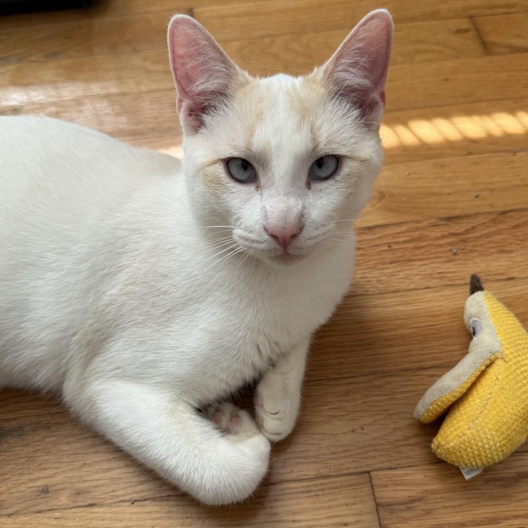 Enlarge Larry, a Adoptable Siamese in mount vernon, AR image 1/1