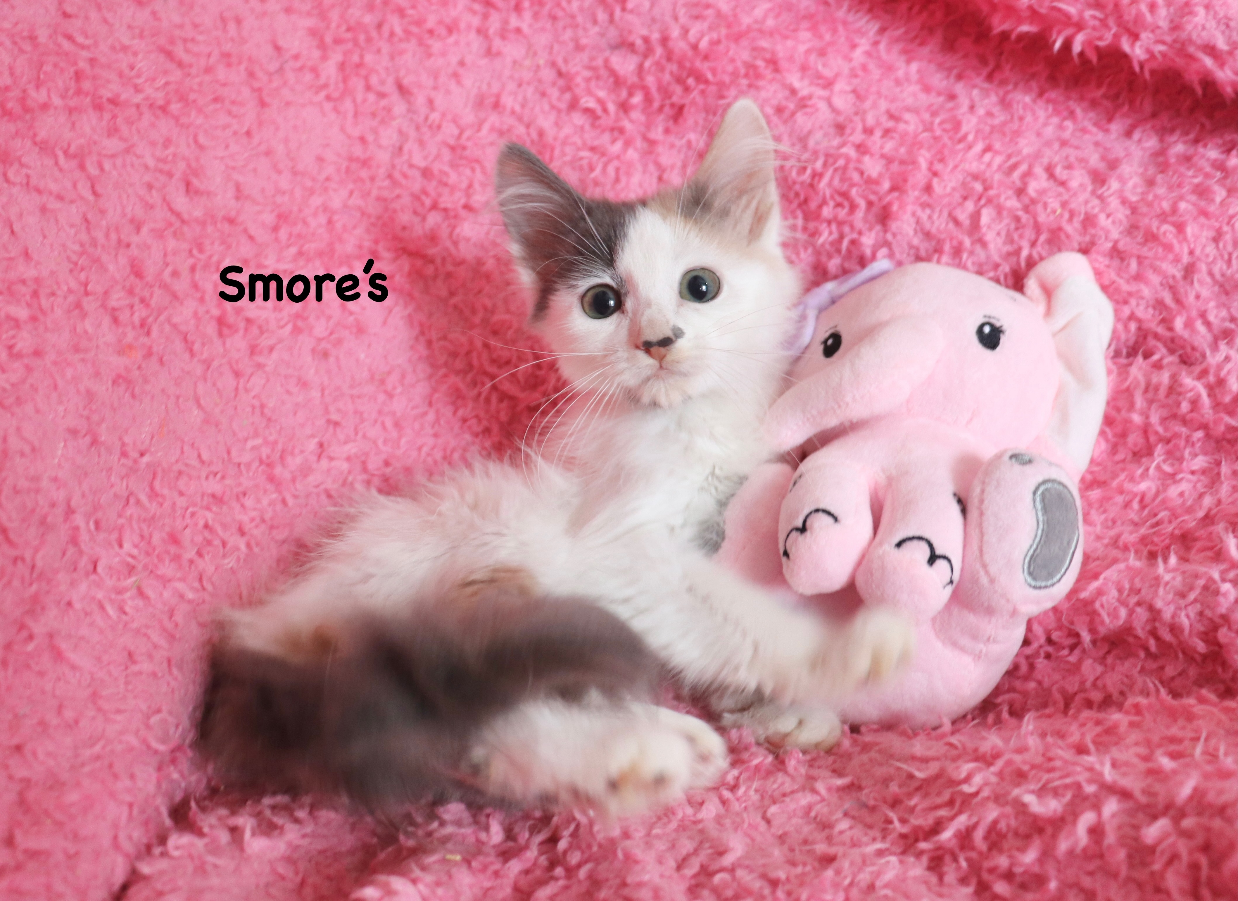 Smores