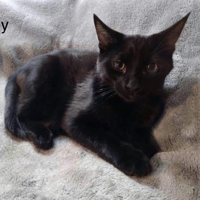 Enlarge Harley - Adopted 9/12/26, a Adopted mixed breed in Livonia, MI image 1/2