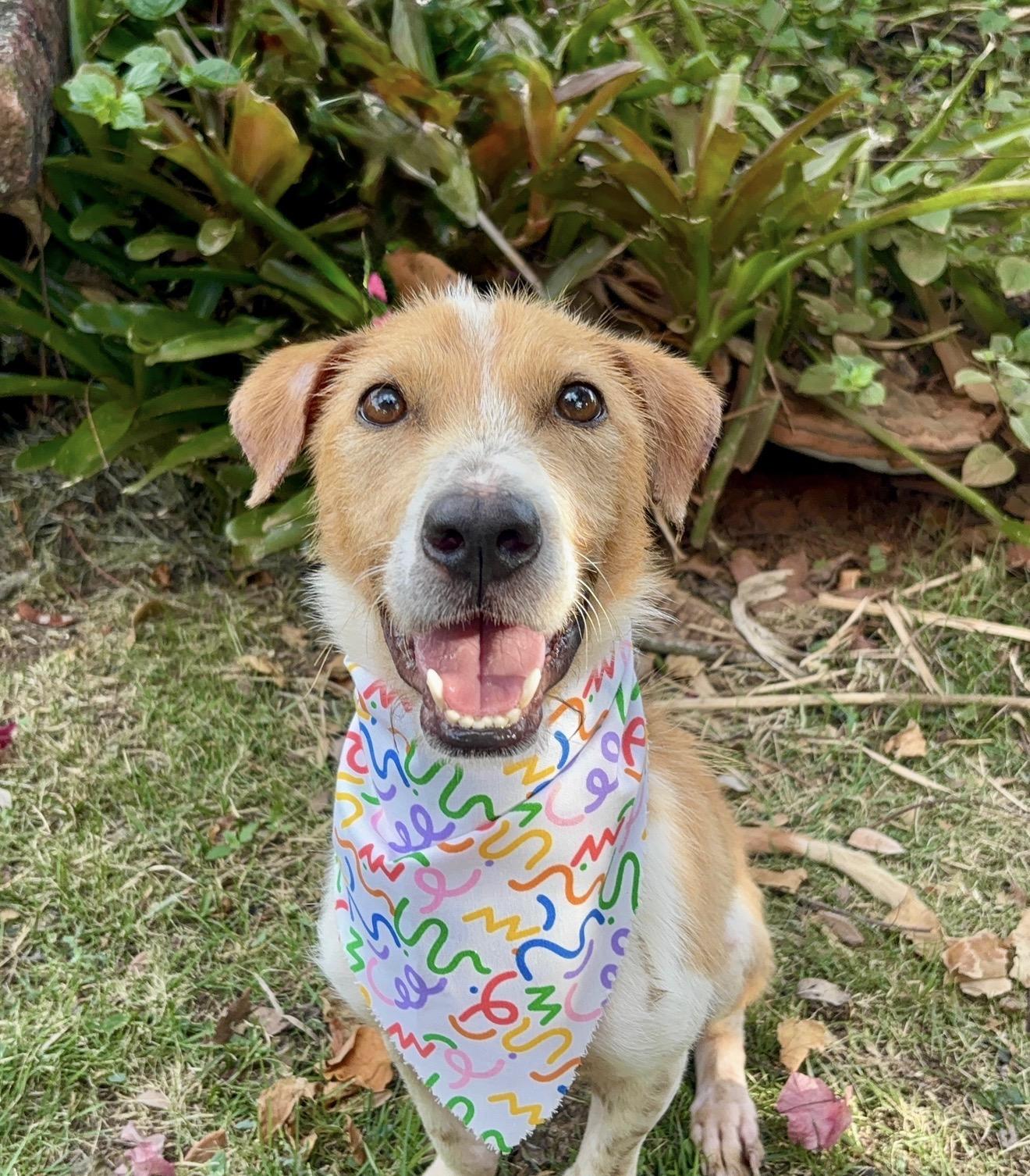 Marshall WOW SUPER CUTE, adopted, Adult Male Parson Russell Terrier & Dachshund (Long Haired).
