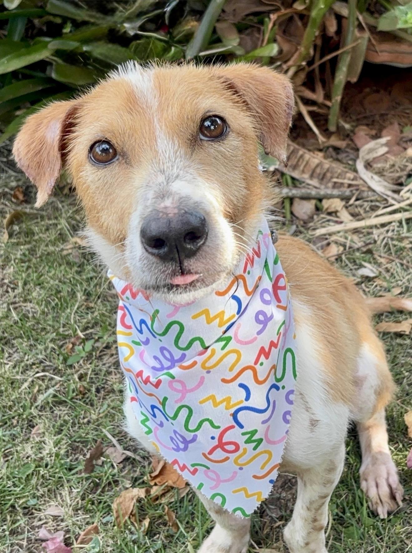 Enlarge Marshall WOW SUPER CUTE, an adopted mixed breed in Framingham, , MA image 2/5