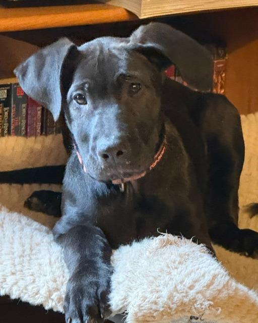 Gambit, Adoptable, Puppy Male Shepherd & Labrador Retriever.