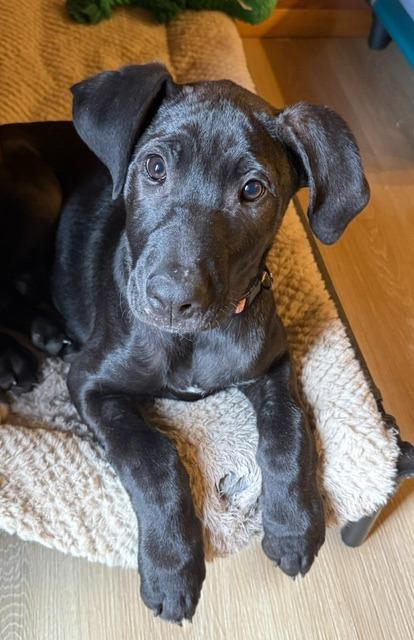 Gambit, a Adoptable mixed breed in Cloquet, MN image 2/4