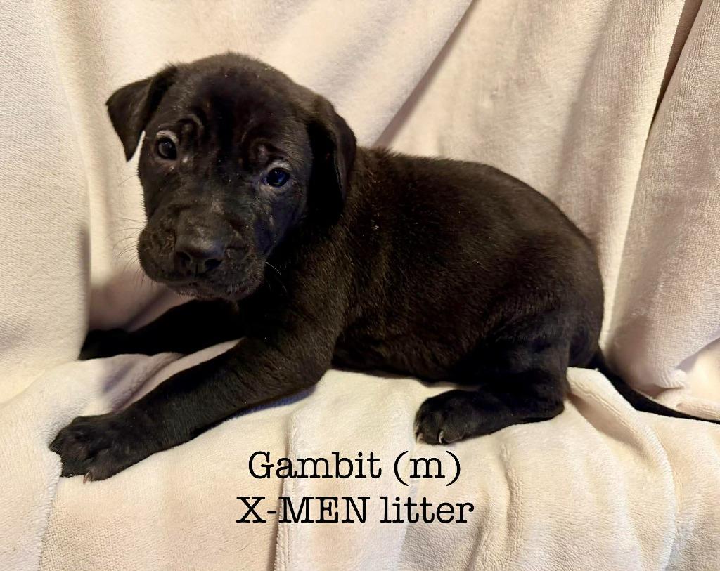 Gambit, Adoptable, Puppy Male Shepherd & Labrador Retriever.