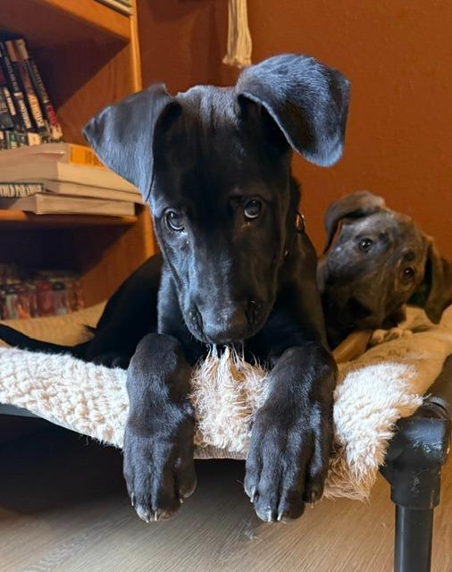 Gambit, a Adoptable mixed breed in Cloquet, MN image 4/4