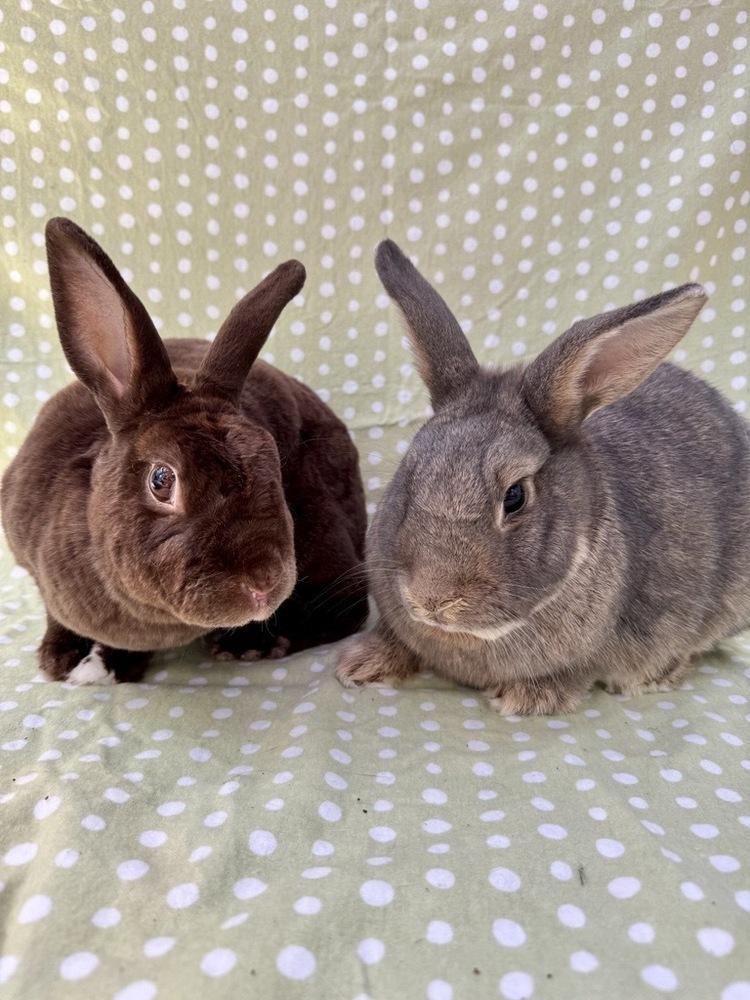 Miley (Bonded to Squatter), a Adoptable Mini Rex in Gainesville, FL image 1/5