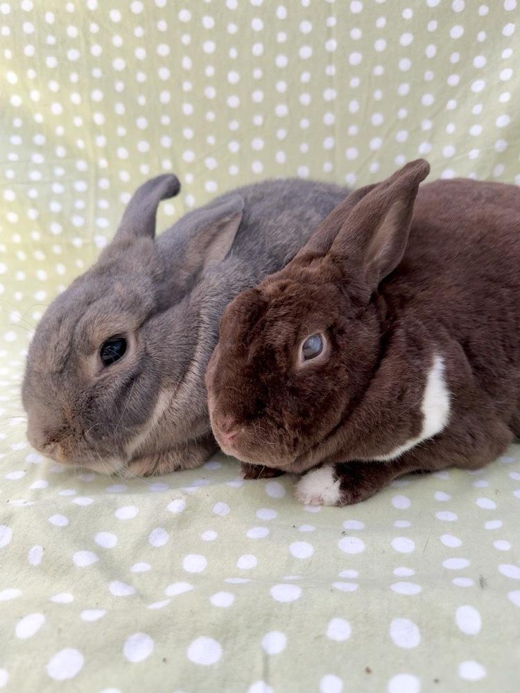Miley (Bonded to Squatter), a Adoptable Mini Rex in Gainesville, FL image 2/5