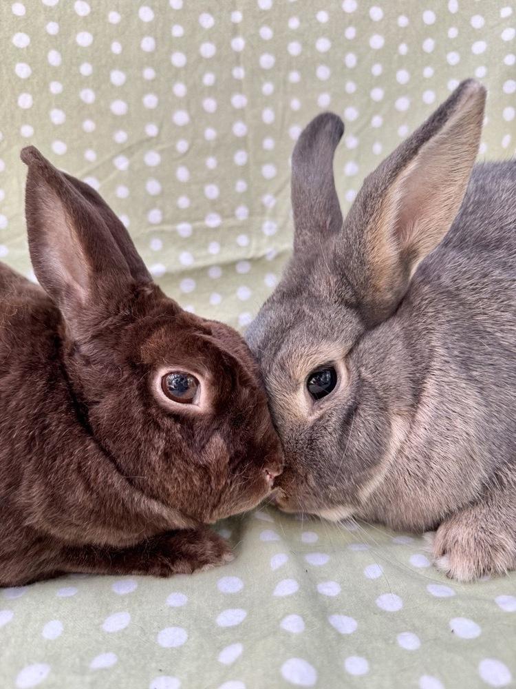 Miley (Bonded to Squatter), a Adoptable Mini Rex in Gainesville, FL image 3/5