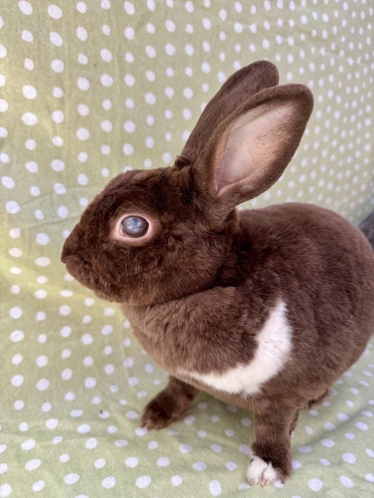 Miley (Bonded to Squatter), a Adoptable Mini Rex in Gainesville, FL image 4/5