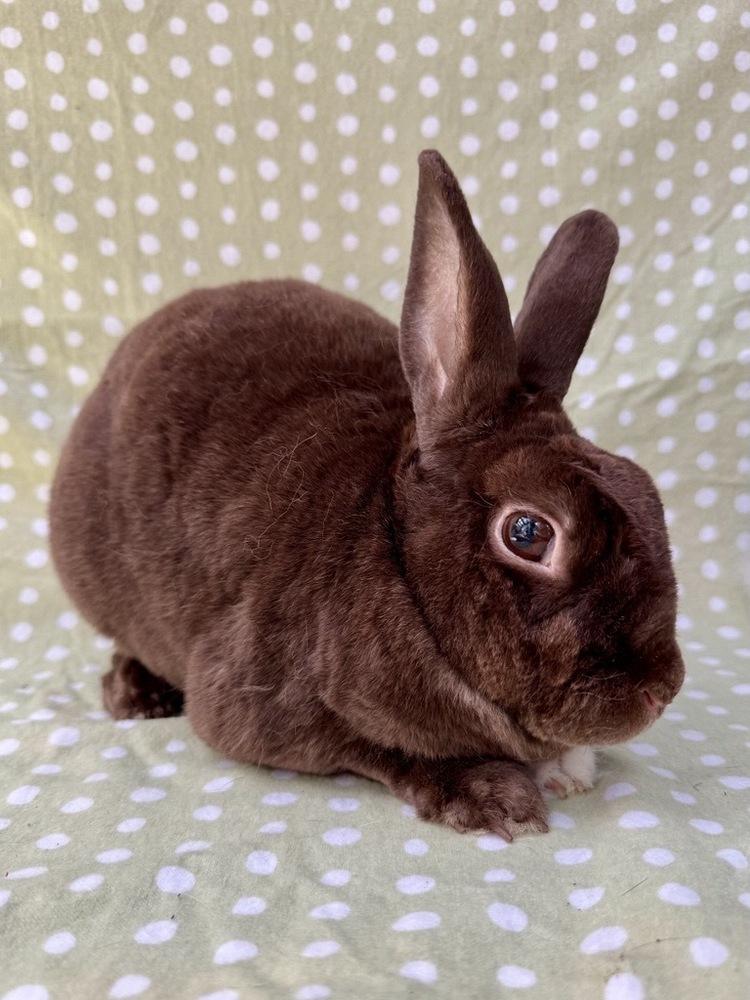 Miley (Bonded to Squatter), a Adoptable Mini Rex in Gainesville, FL image 5/5