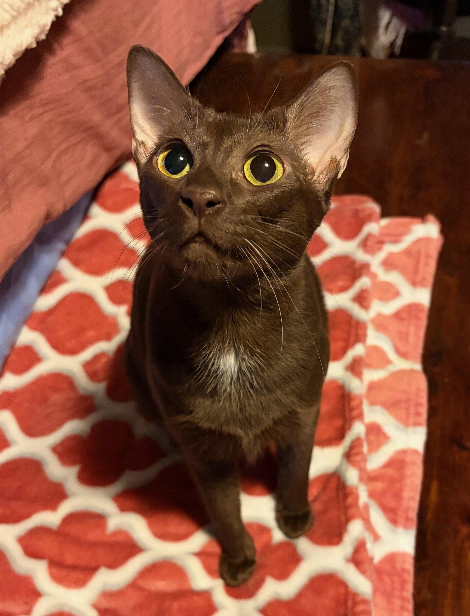 Enlarge Ellora, a Adopted mixed breed in Rootstown, OH image 1/1