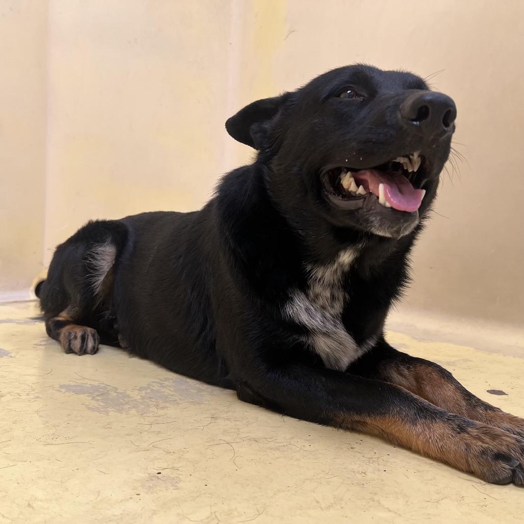 Caspian*, Adoptable, Adult Male Shepherd.