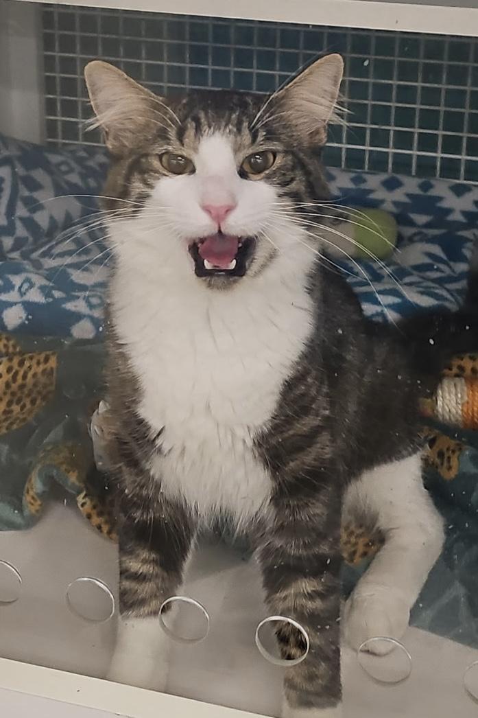 Achilles, adopted, Adult Male Domestic Short Hair.
