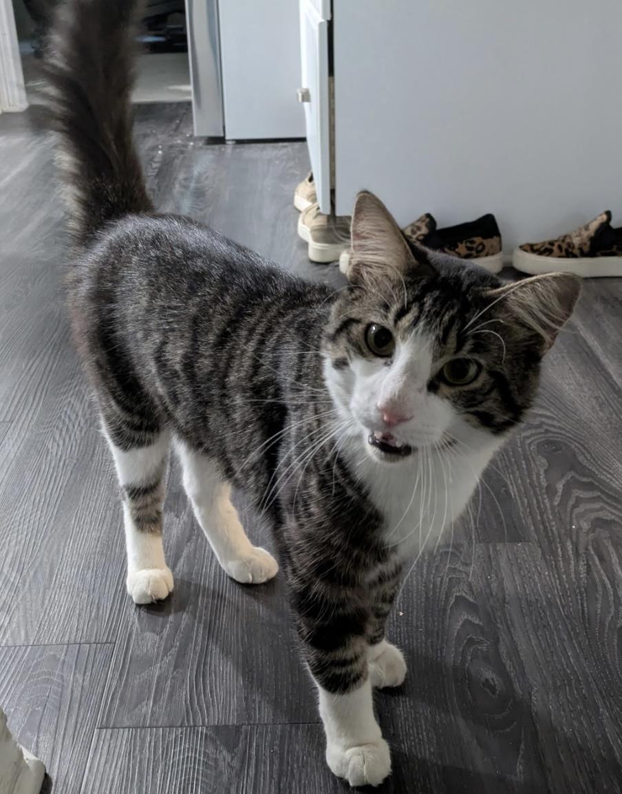 Enlarge Achilles, an adopted Domestic Short Hair in Fort Worth, TX image 3/3