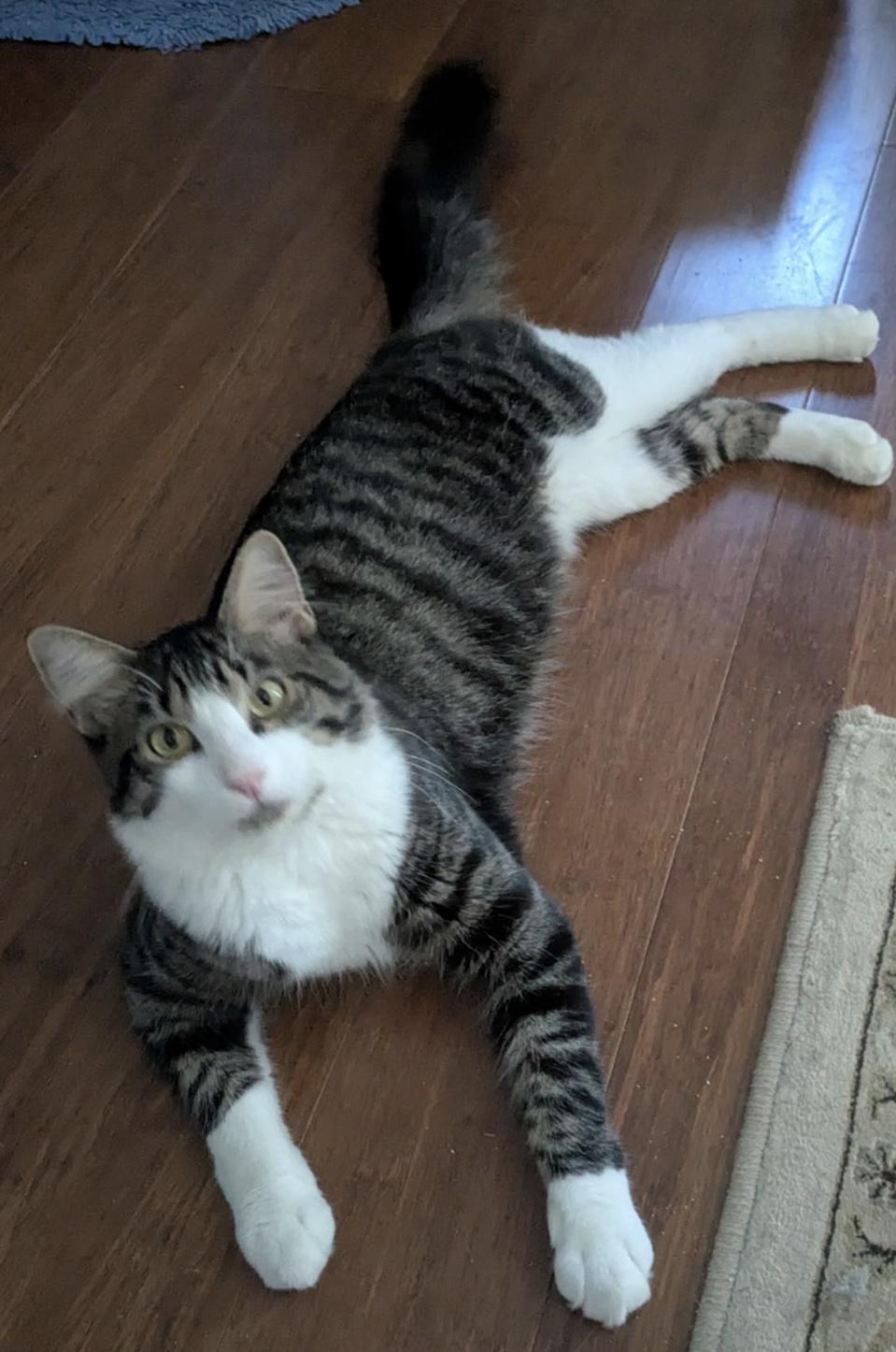 Enlarge Achilles, an adopted Domestic Short Hair in Fort Worth, TX image 2/3