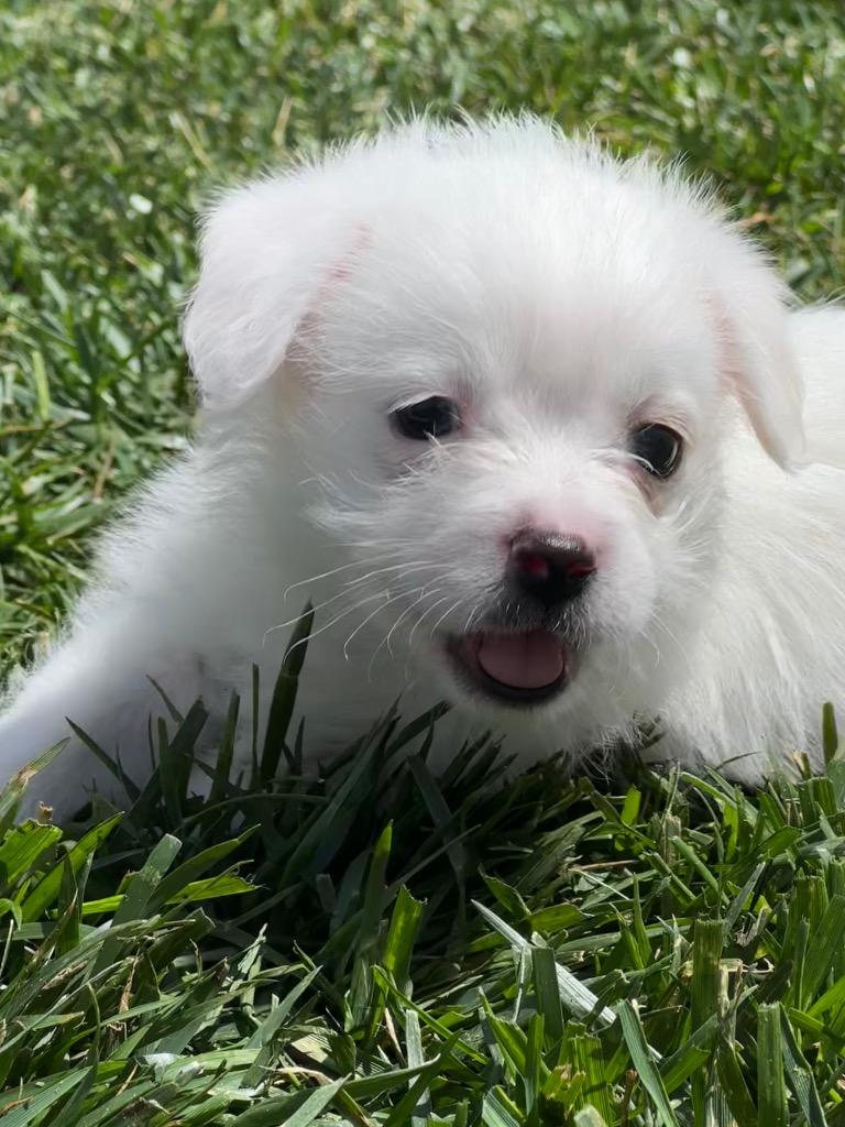 Chad, Adopted, Puppy Male Terrier.