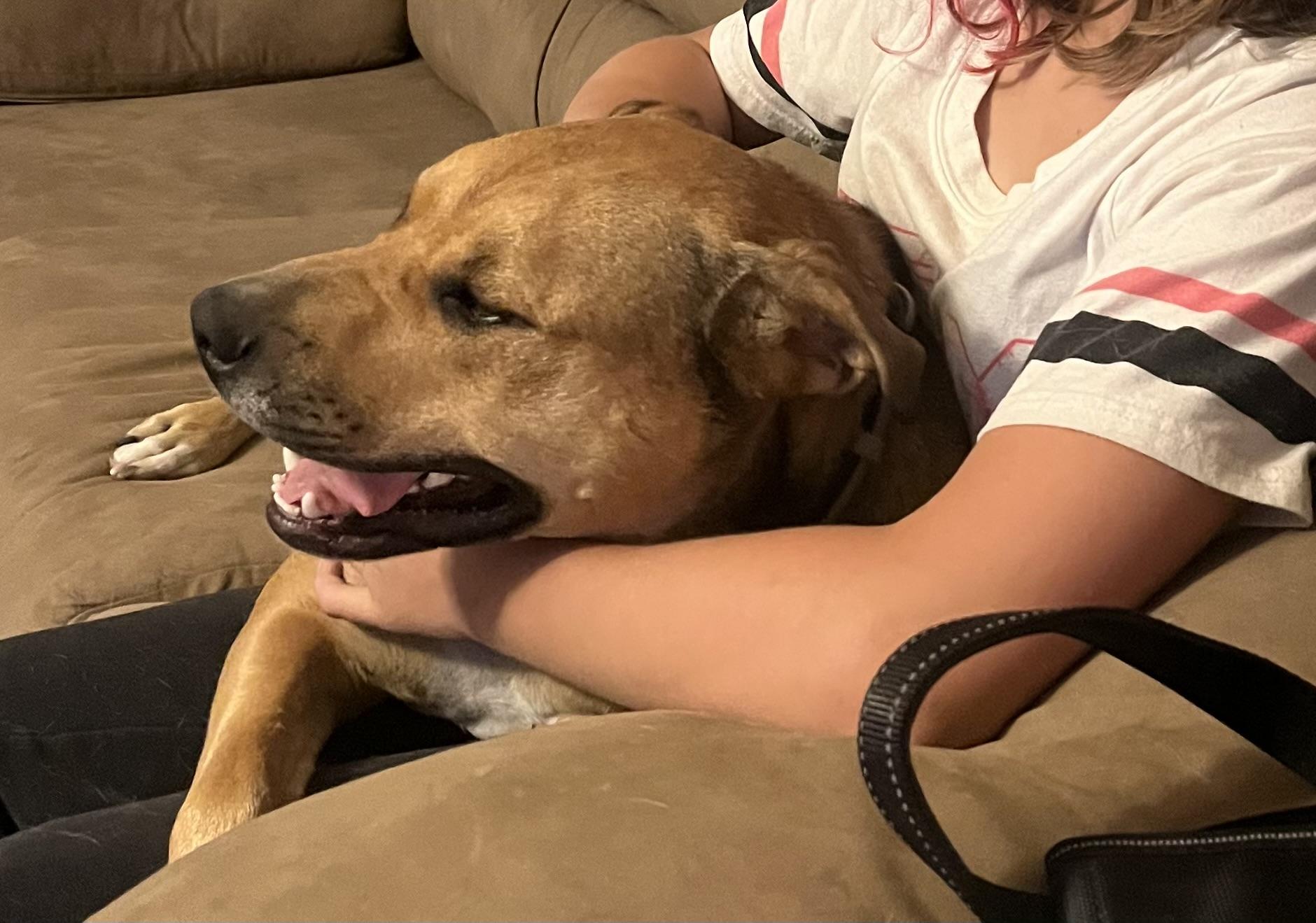 Enlarge Ryder, a Adoptable mixed breed in Jerome, ID image 1/6