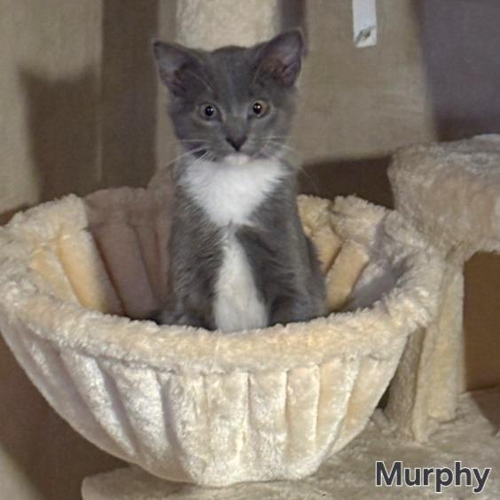 Murphy, Adoptable, Young Male Domestic Short Hair.