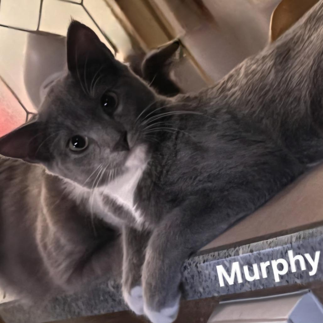Enlarge Murphy, a Adoptable Domestic Short Hair in Layton, UT image 2/2